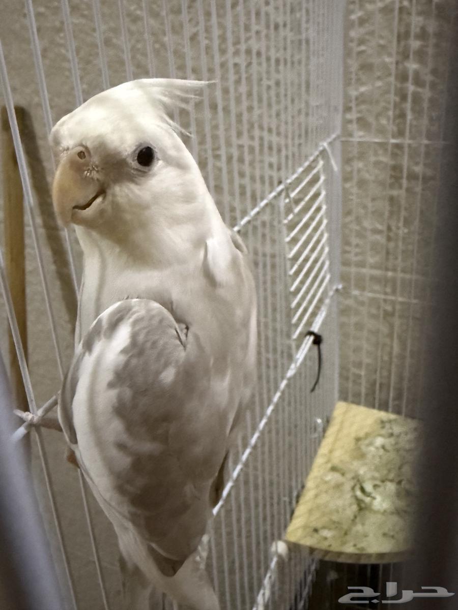 كروان وروز للبيع64482390436865111