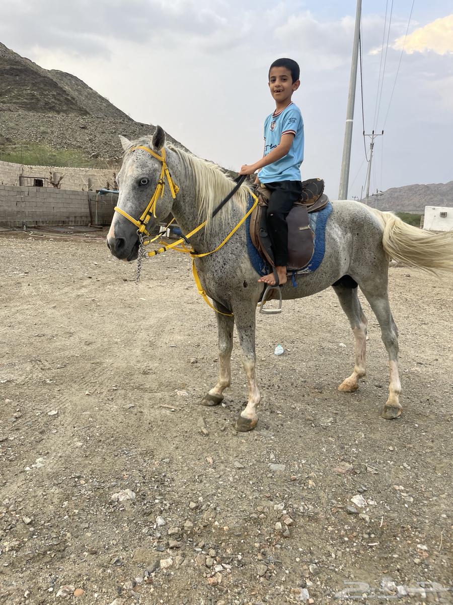 حصان بوني هادي جدا64484731360258111