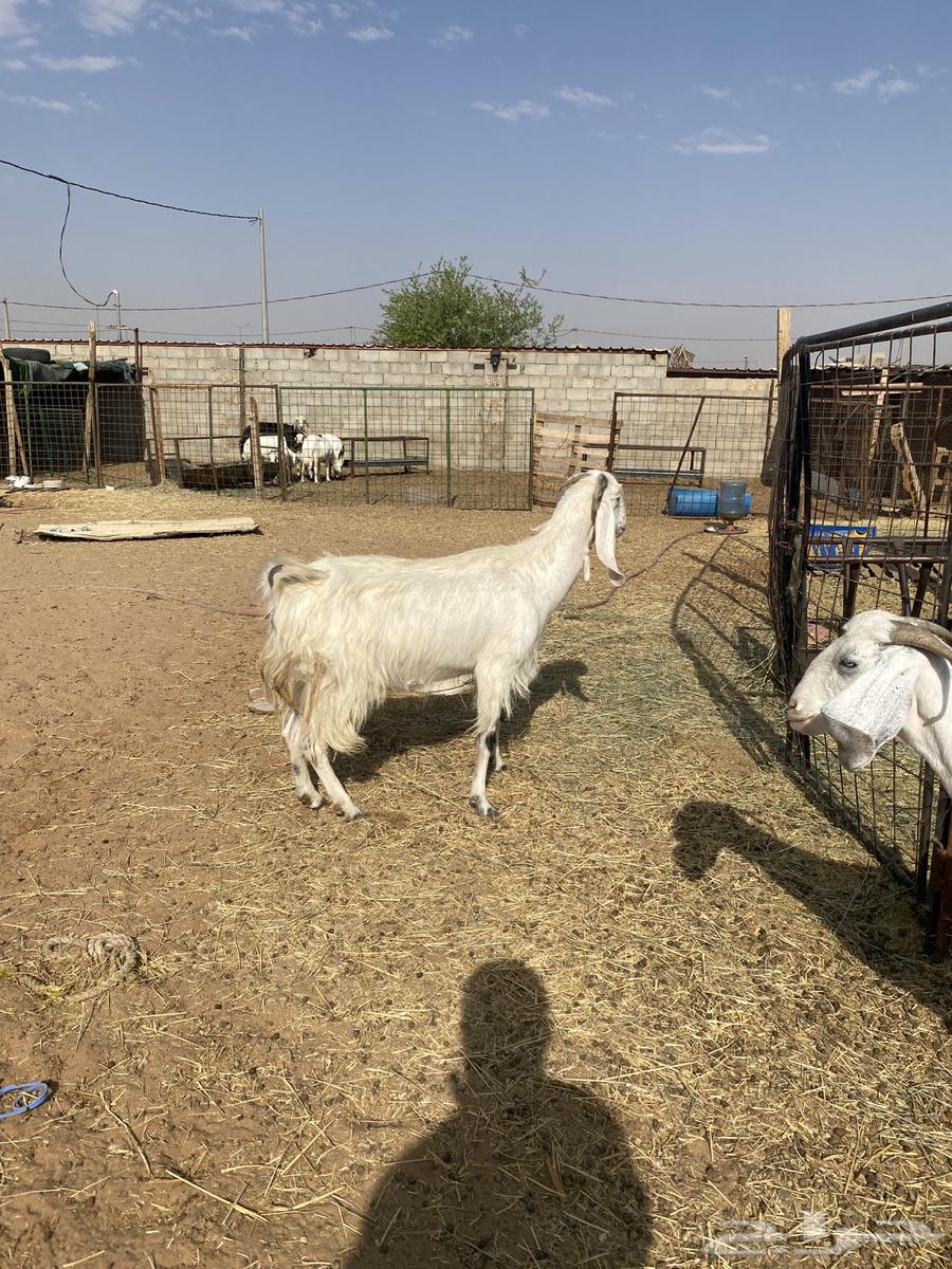 Goat No. 264480250077314111