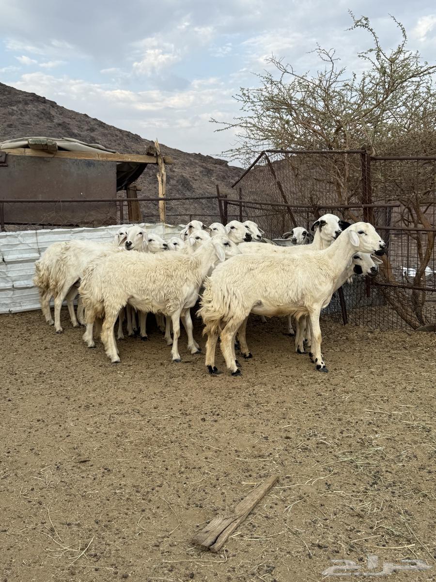 رخال مضاريع عددها 1664484703640835113