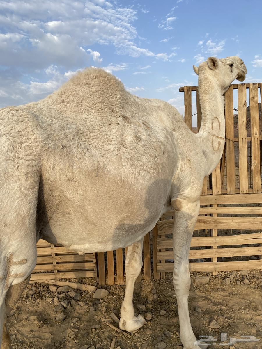 لقحه وضحا كفو ناقة من فروع البل منوت القاني الحد7200تم البيع64482633280259113