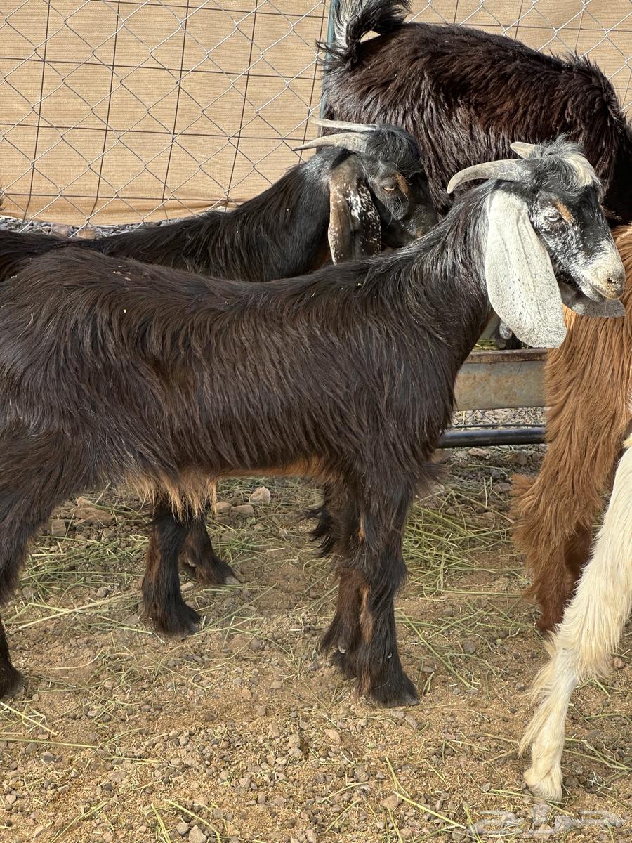 تيوس للبيع64482403658755110