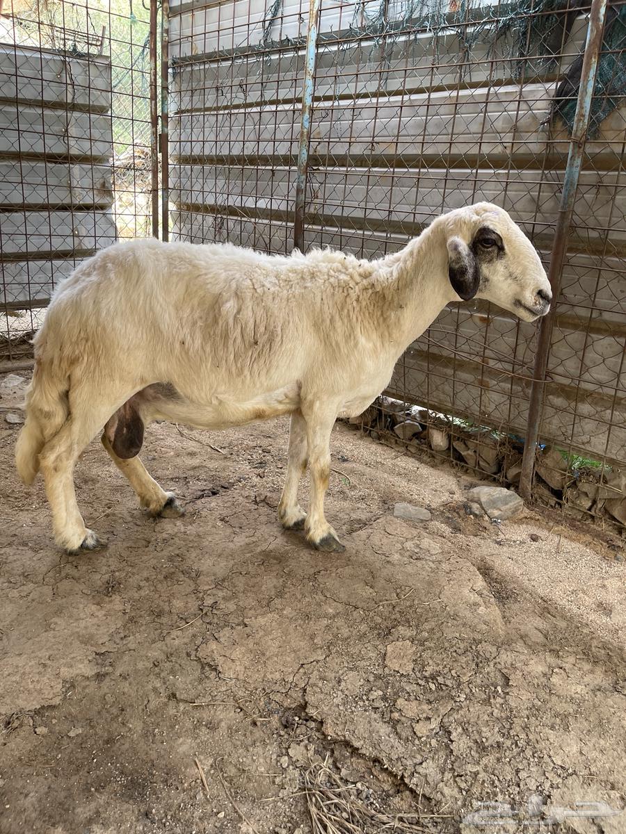 مقاني خلفات حريه للبيع64480085238273114