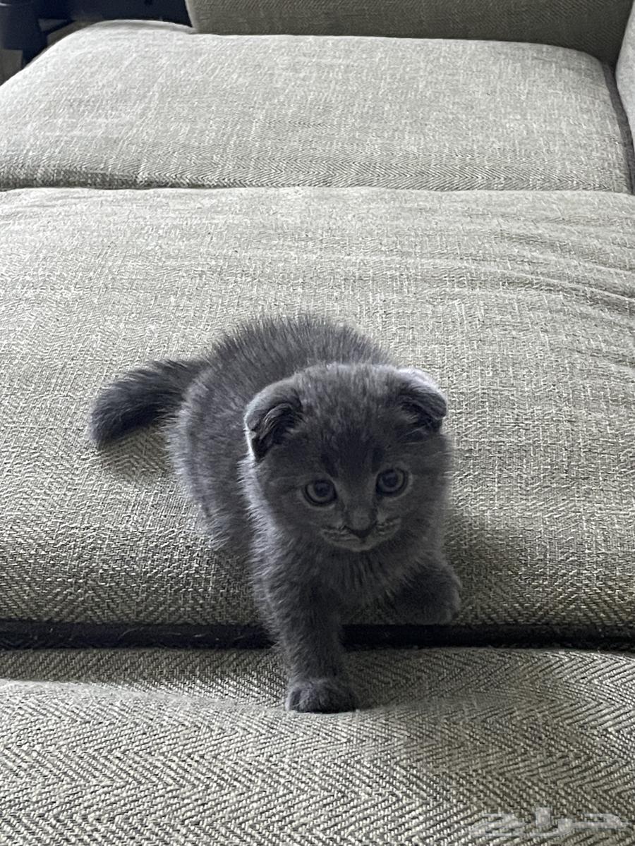 Squash Fold64479745653506113