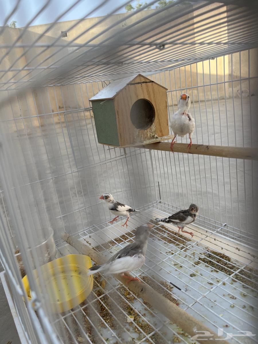 جوز زيبرا64433297005571112