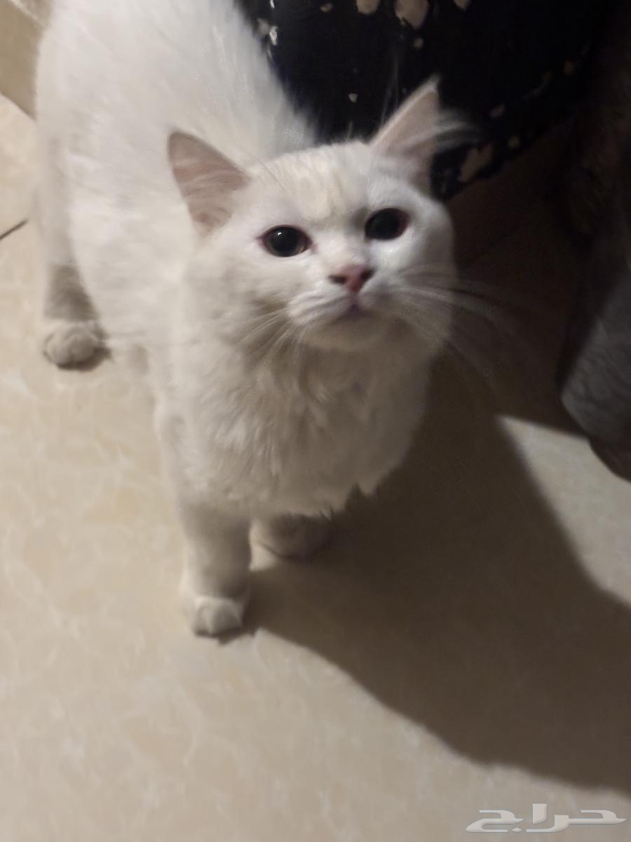 قطط للبيع Persian cat64482606820739114