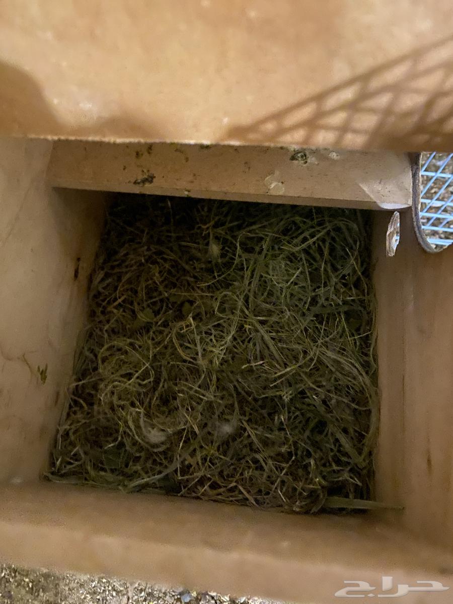 زوج روز و زوج بادجي للبيع البيع سمح64479452302978112