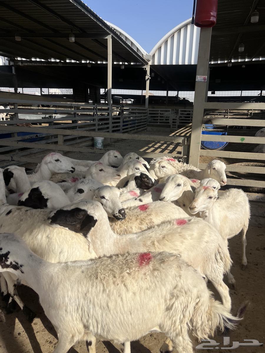 Shiyah Rafid Maqnaoui64447002620291110