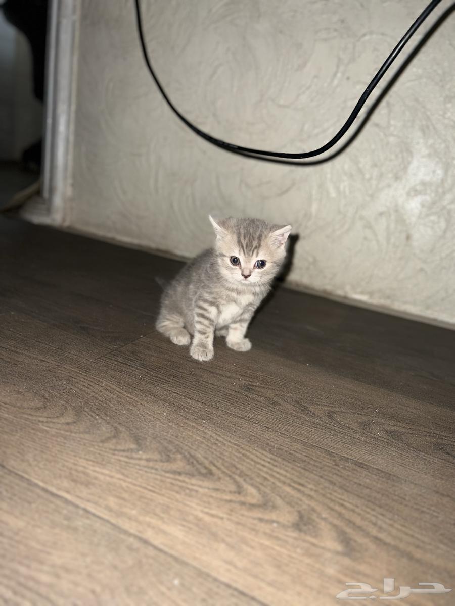 سكوتش فولد انثى للبيع قولد سلفر اللون64479792044801110