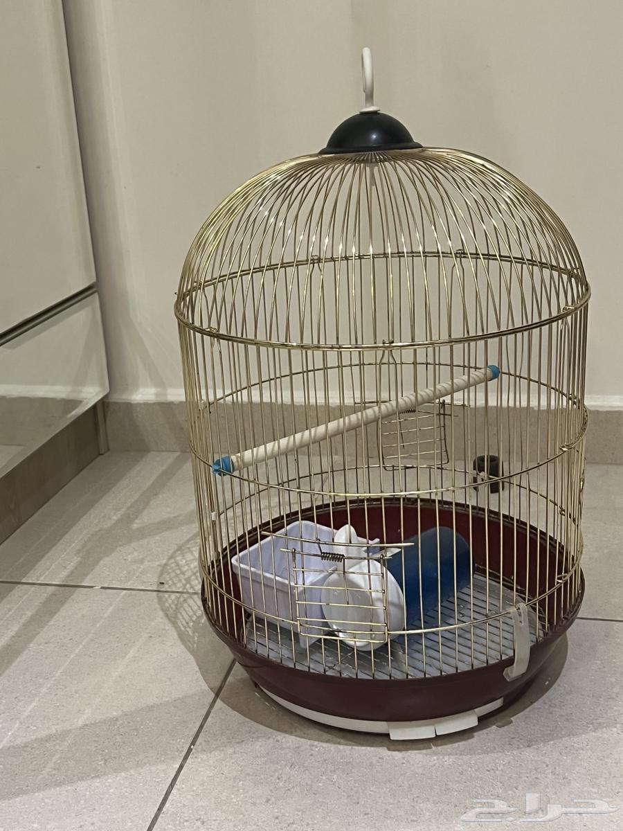 قفص عصفور64485229745283111
