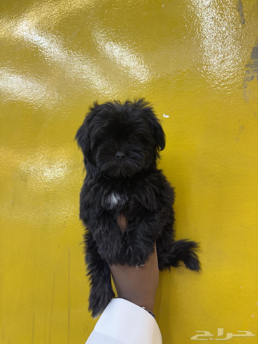 كلاب مالتيبو Maltipoo64482864517123112