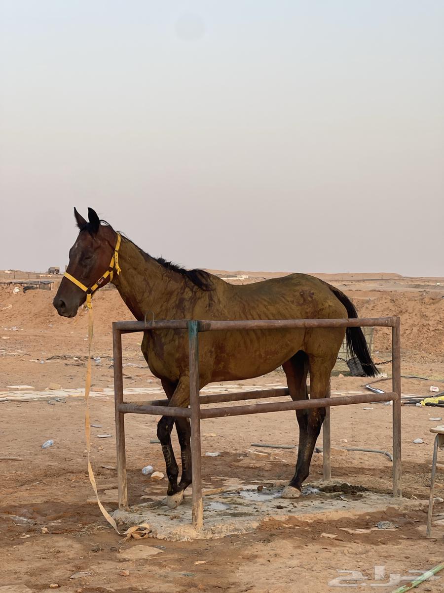 فرس انقليزيه للبيع64484566307586110