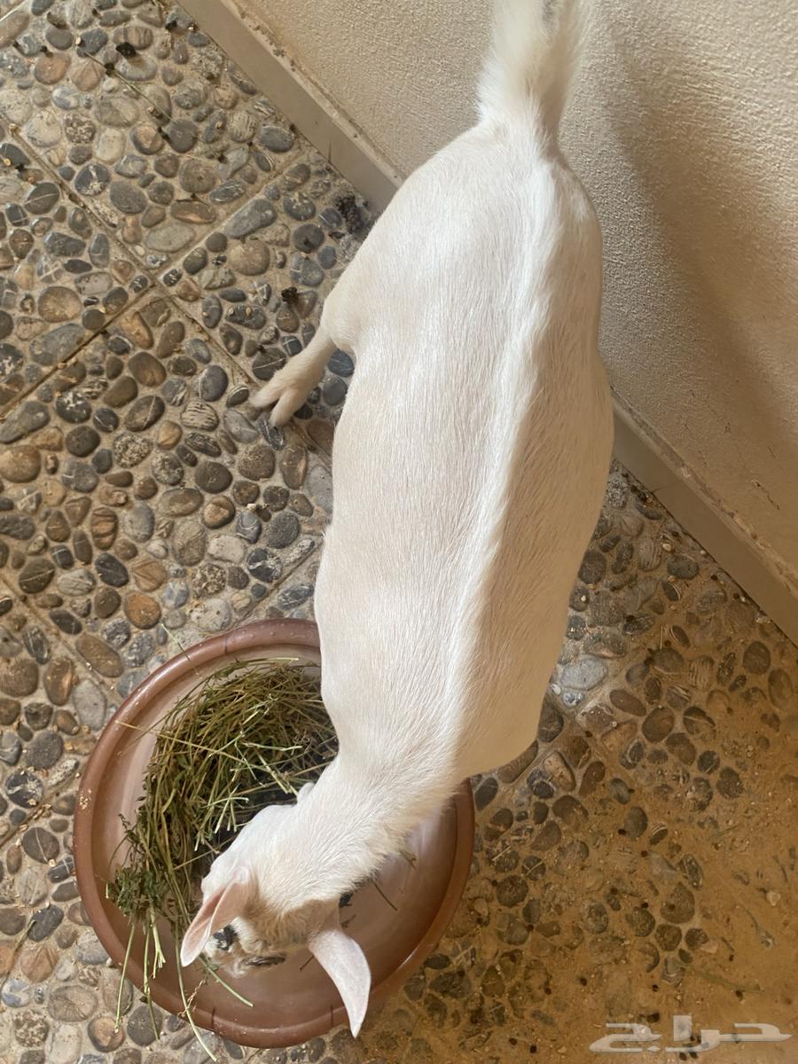 Dwarf Goat64482741670401112