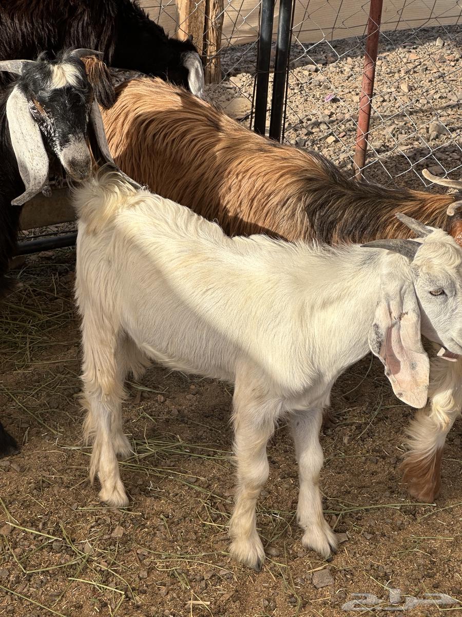 تيوس للبيع64482403658755111