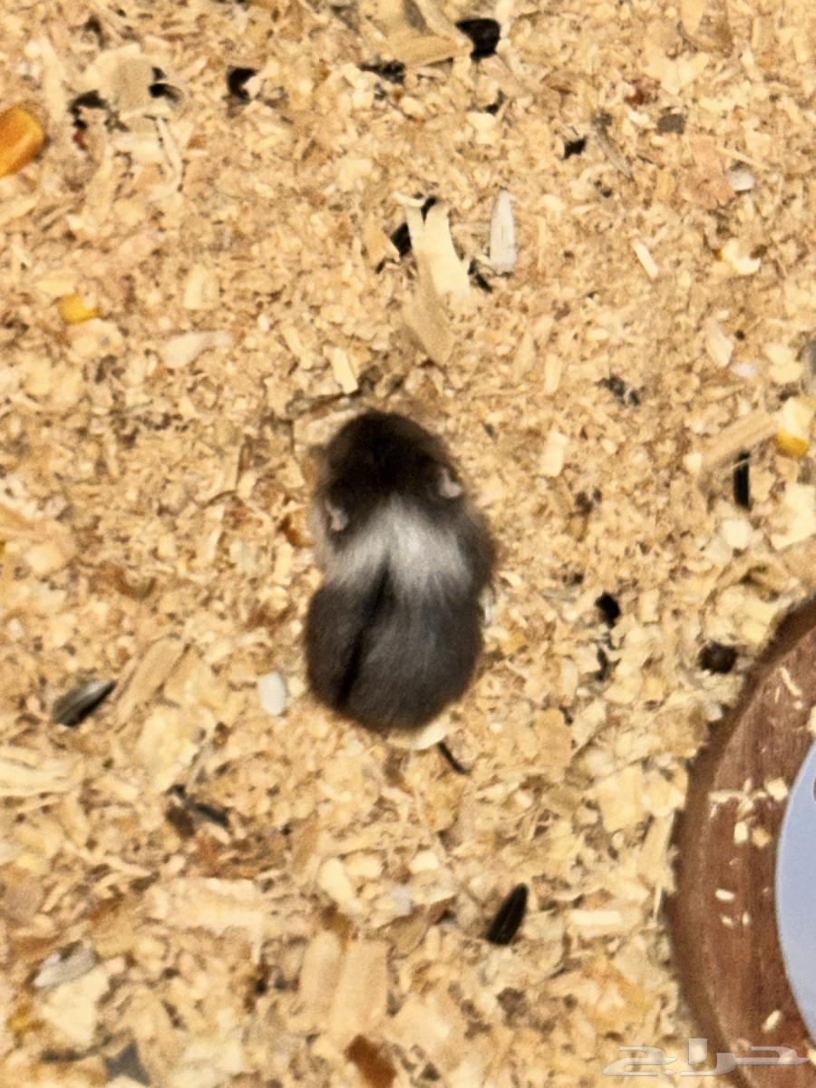 Winter White Dwarf Hamster winter white dwarf hamster64479563433218113