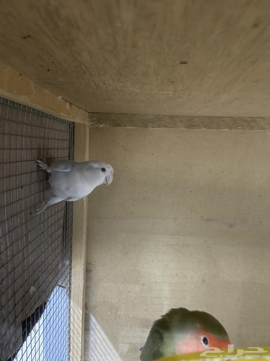 جوز روز للبيع64485903120257111