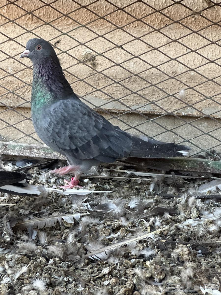 اجواز قطايف64483487152641110