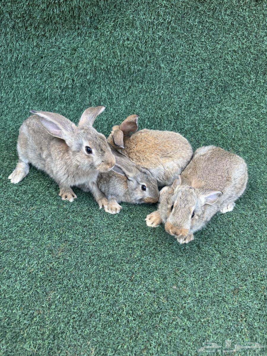 عرضين اطقم ارانب فلاندر الماني64484184778881114