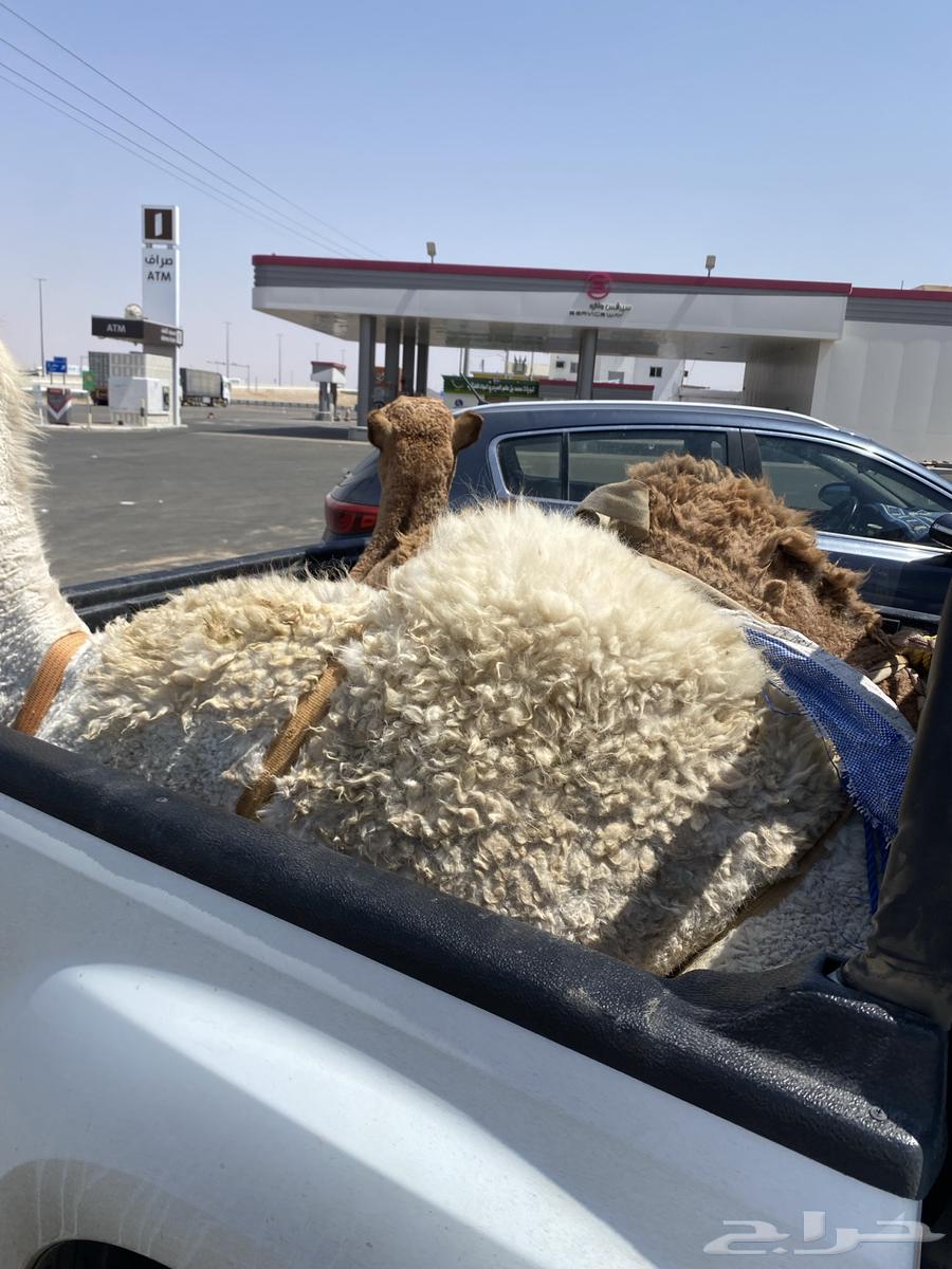 Good stuffing64481032738817110