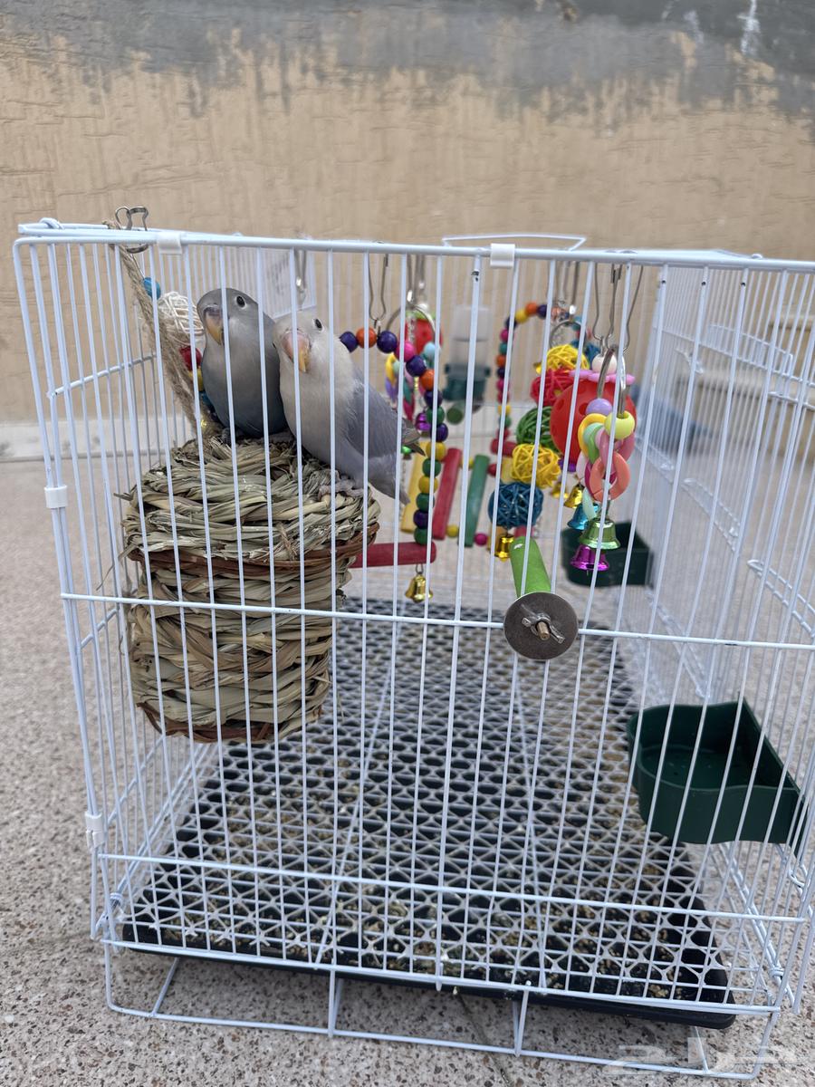 الطائف الحوية السعر 450 ريال ذكر أنثى هدد لا يوجد توصيل64482050717955110