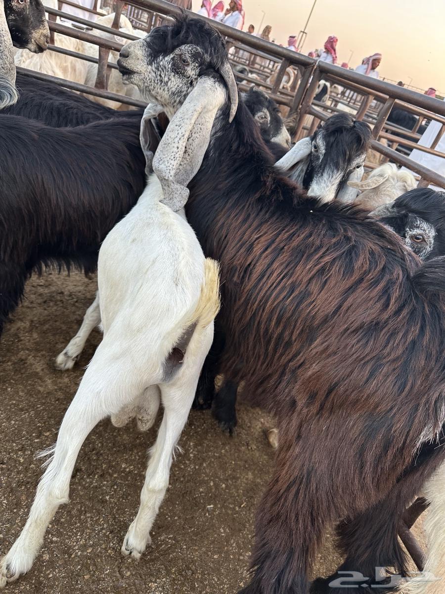 تيوس عوارض جبره64479885042305112