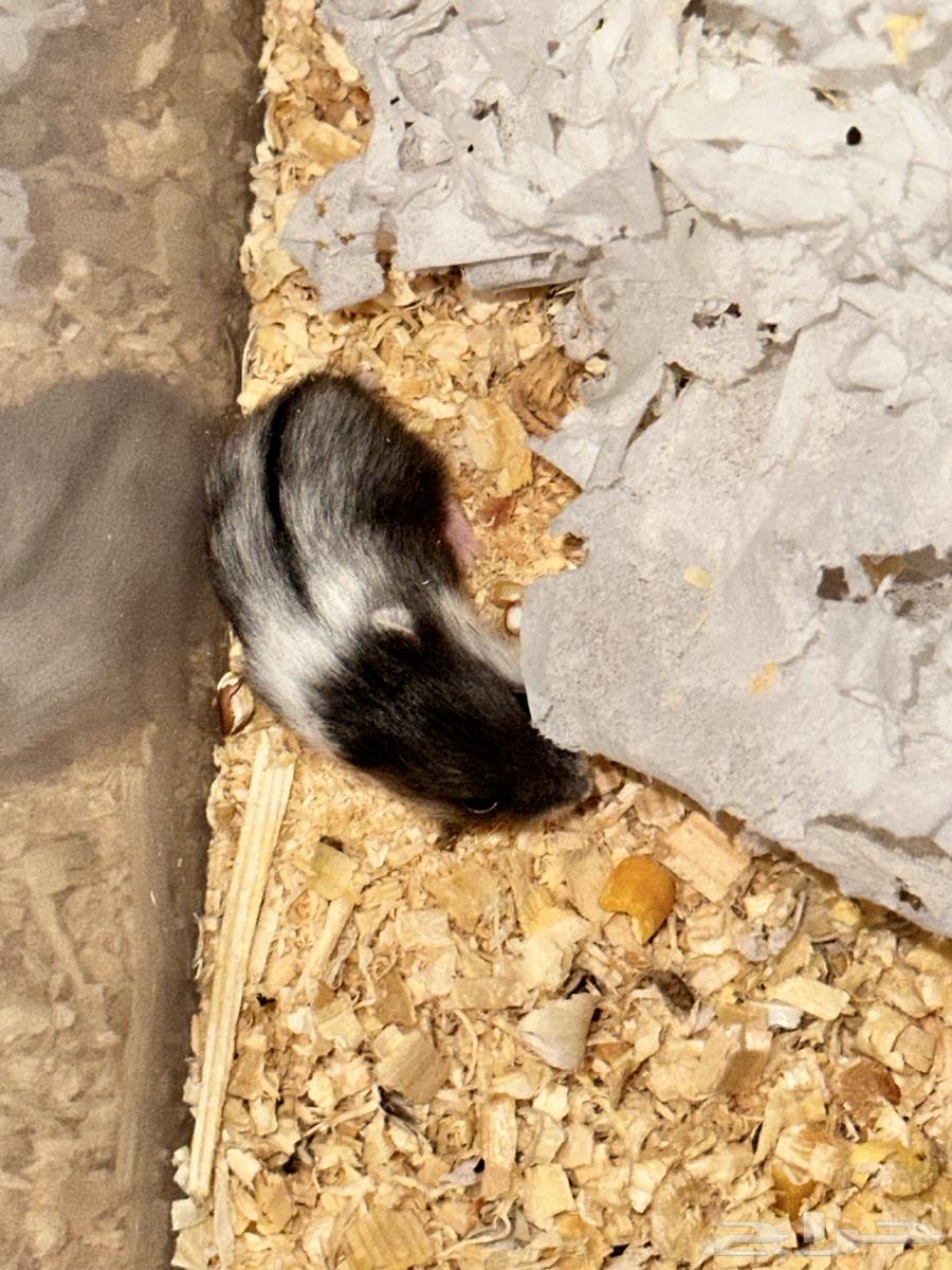 Winter White Dwarf Hamster winter white dwarf hamster64479563433218112