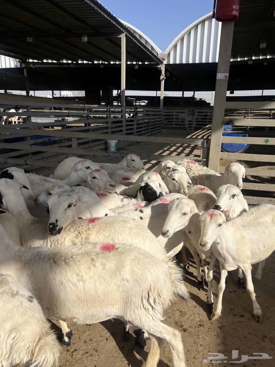 Shiyah Rafid Maqnaoui64447002620291111