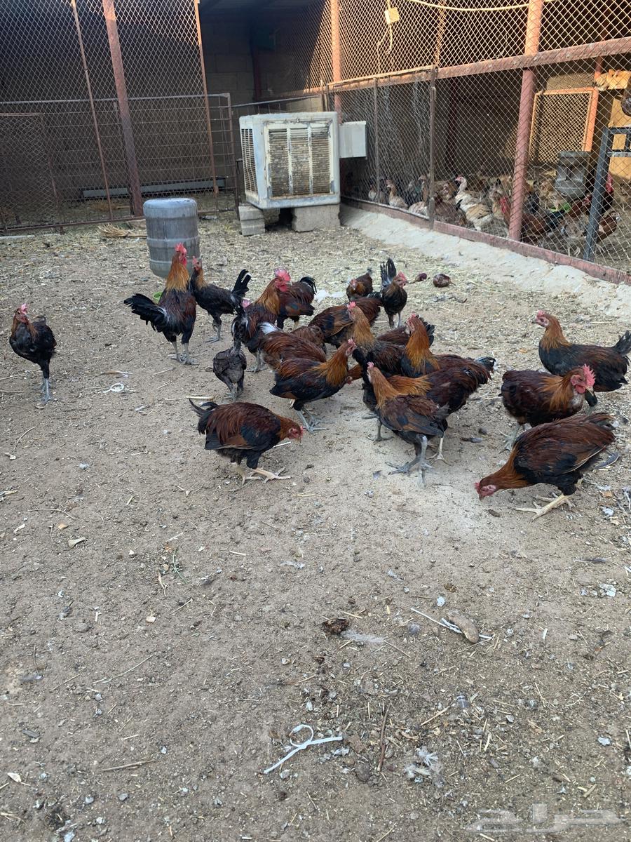 ديكة عربي بلدي للبيع64480053786114110