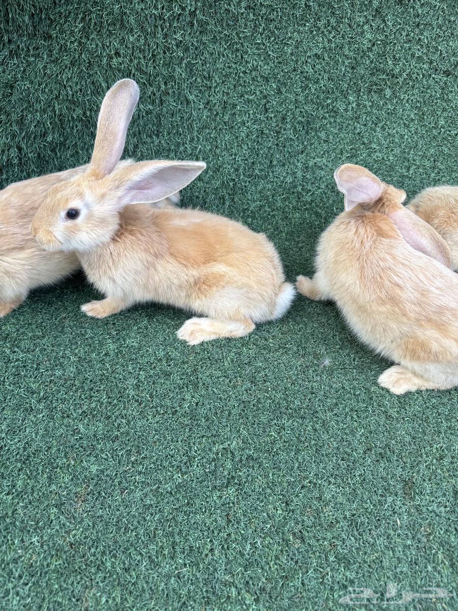 عرضين اطقم ارانب فلاندر الماني64484184778881111