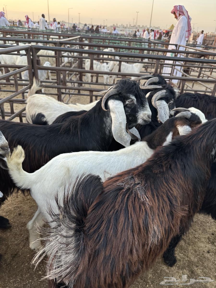 تيوس عوارض جبره64479885042305111