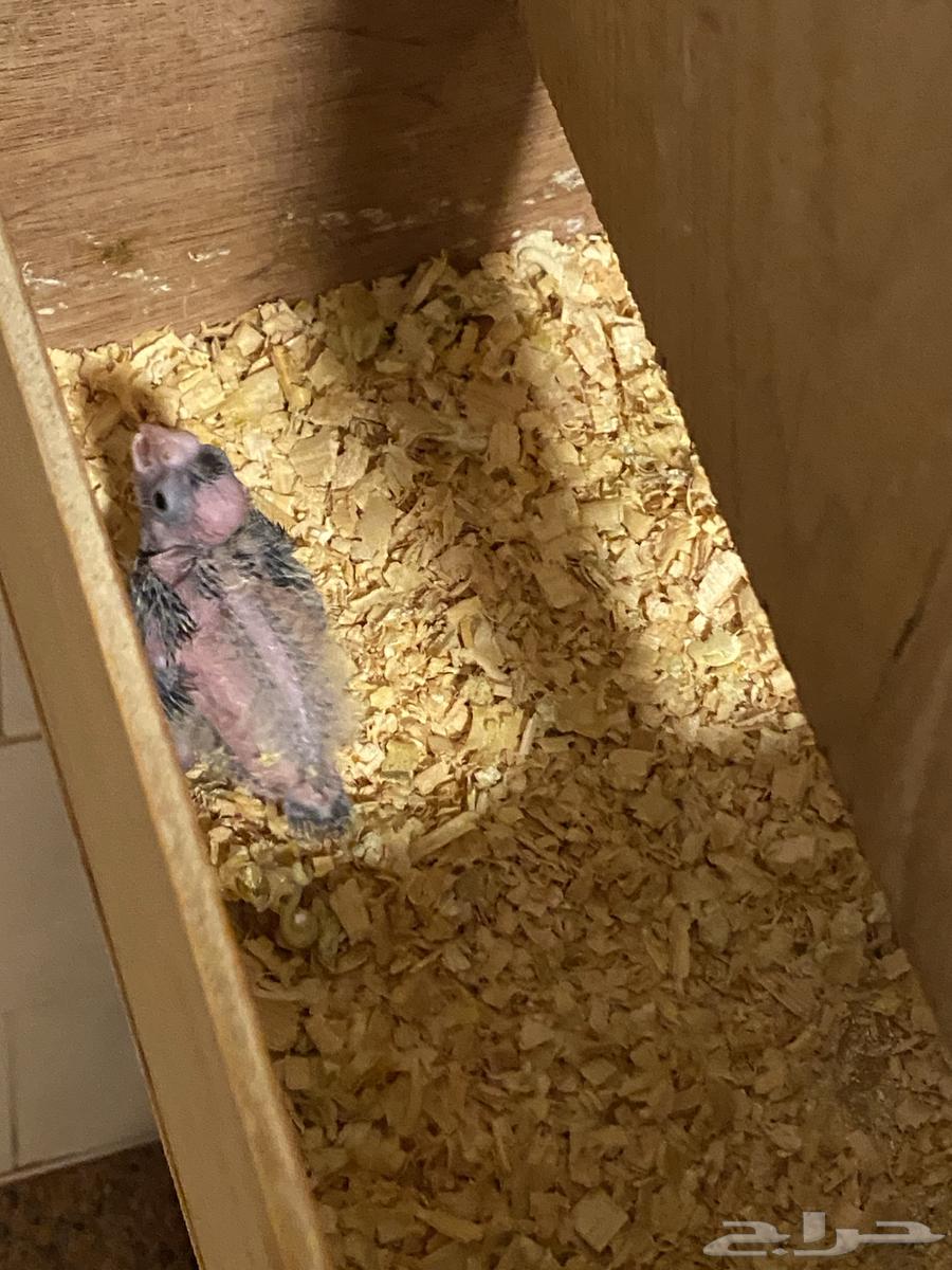 تم البيع الله يبارك له64483487278593110