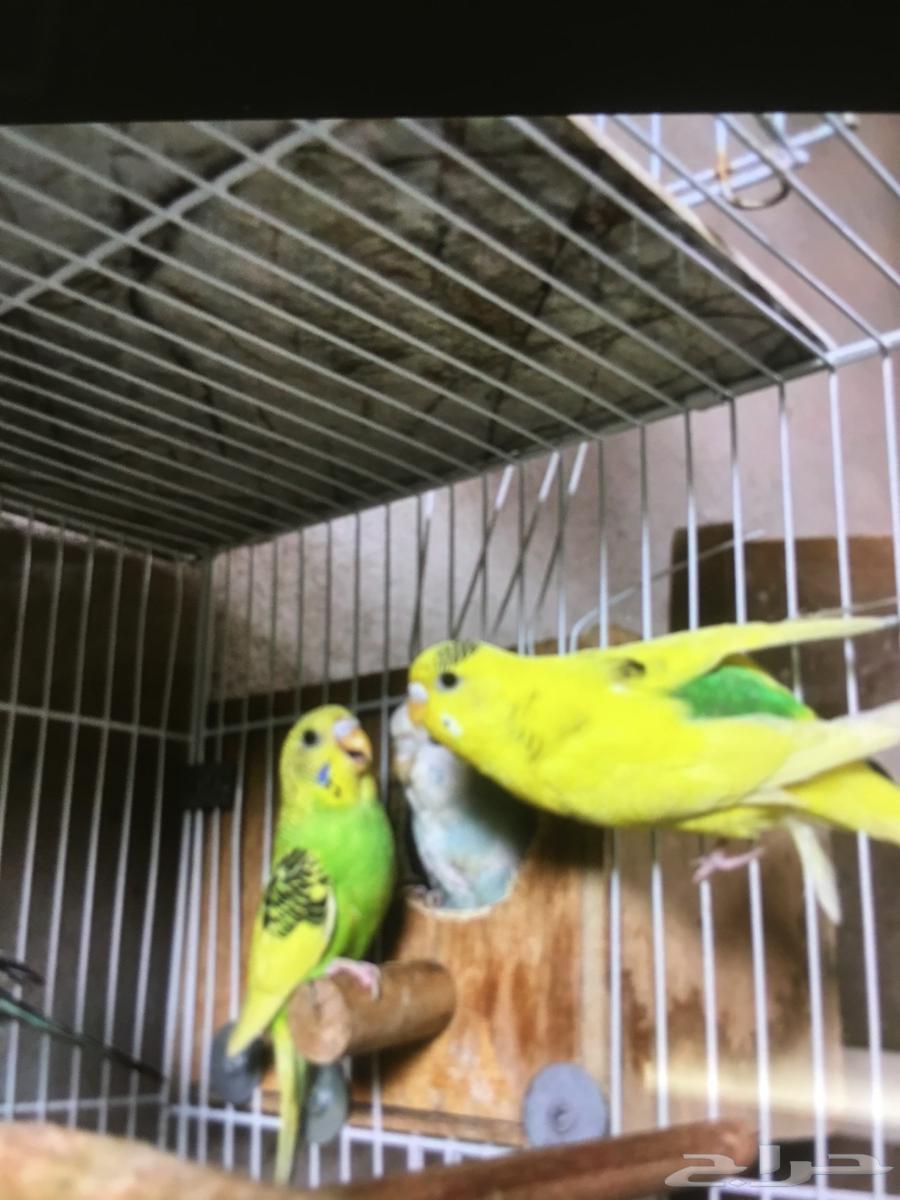 5 طيور الحب للبيع مع قفص كبير واكل64484294432385110