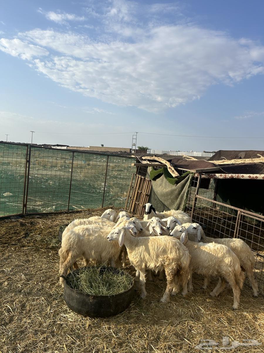 رخال حريات الحد ( 1080 ) تم البيع64480194642689114