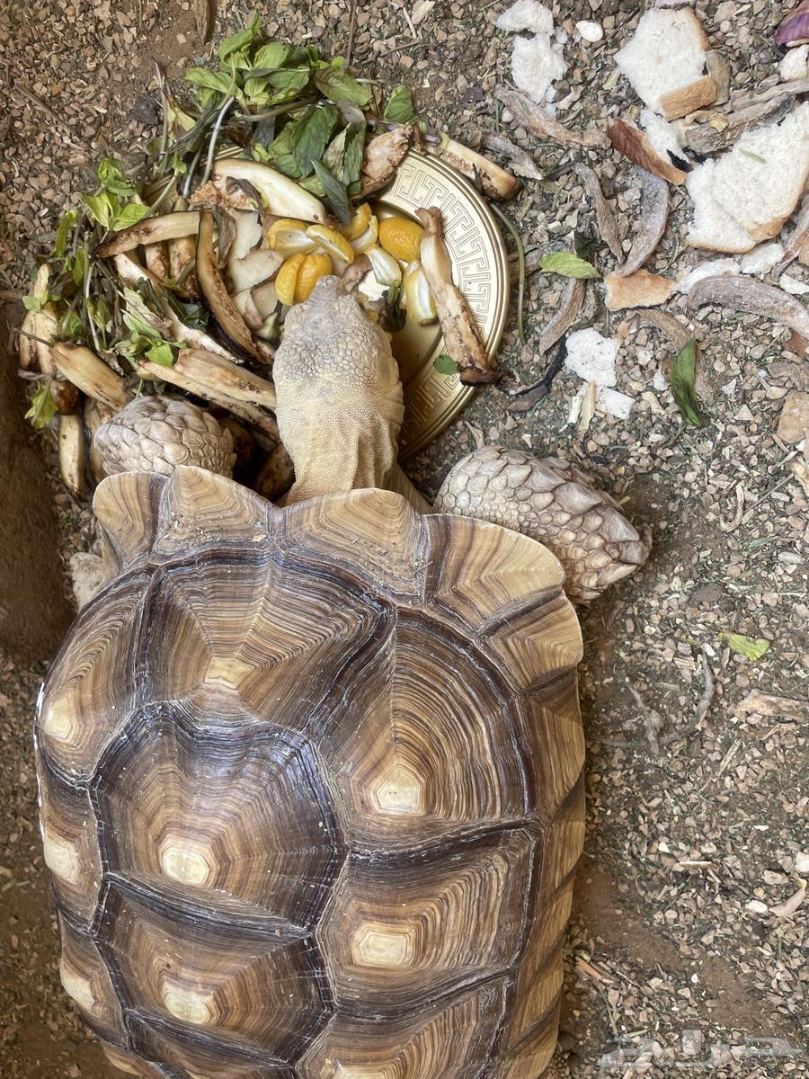 Sulcata Tortoise64480675277954111