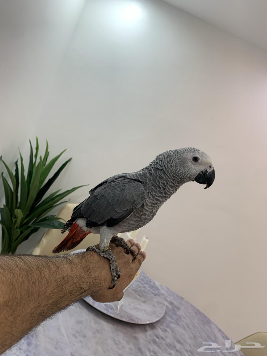 Farakh Kasko64481387144067111