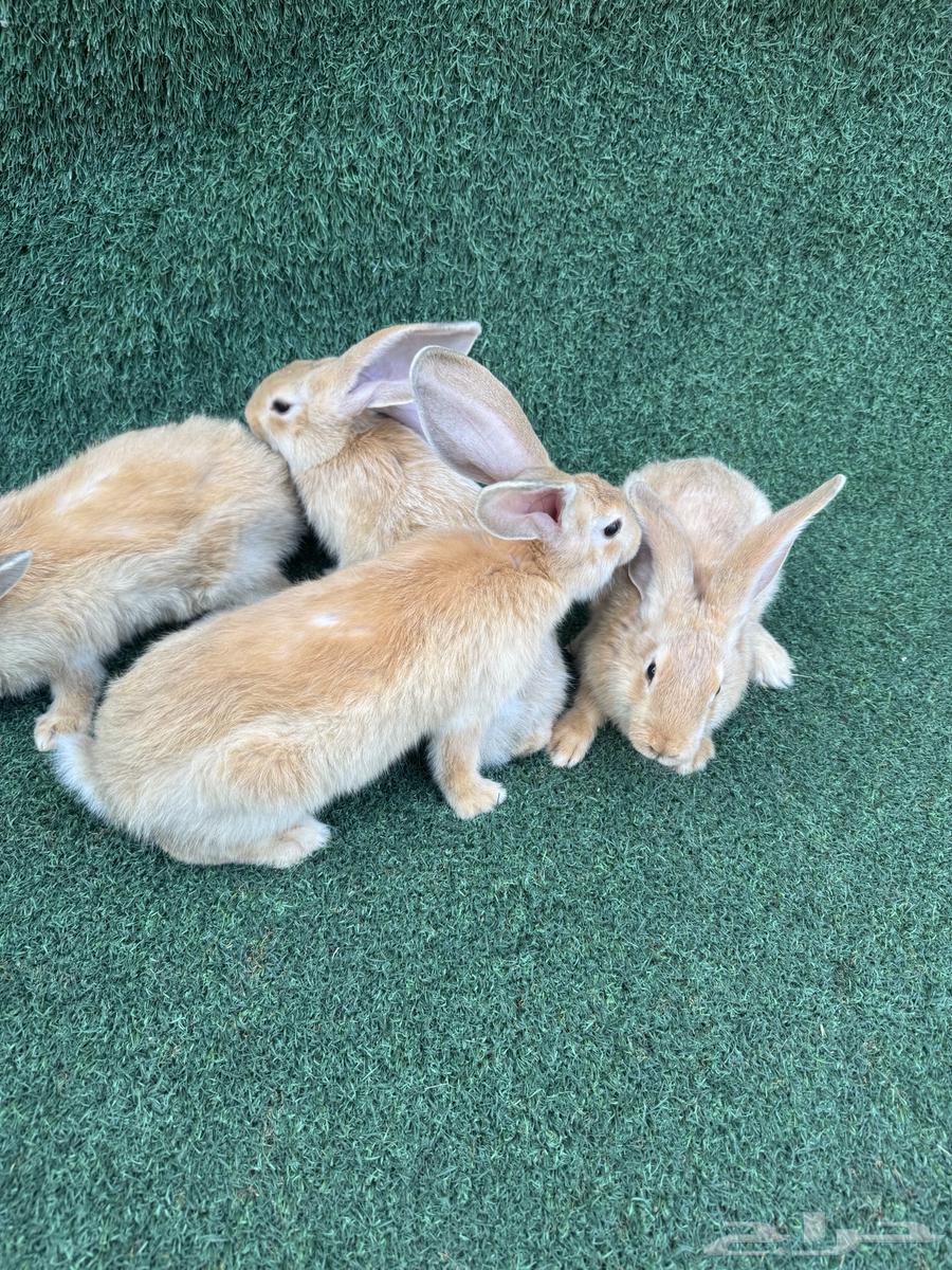 عرضين اطقم ارانب فلاندر الماني64484184778881112