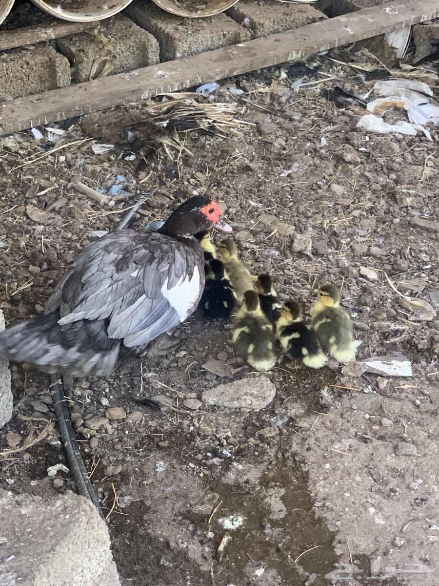 بطة مع فروخها64482227324034111