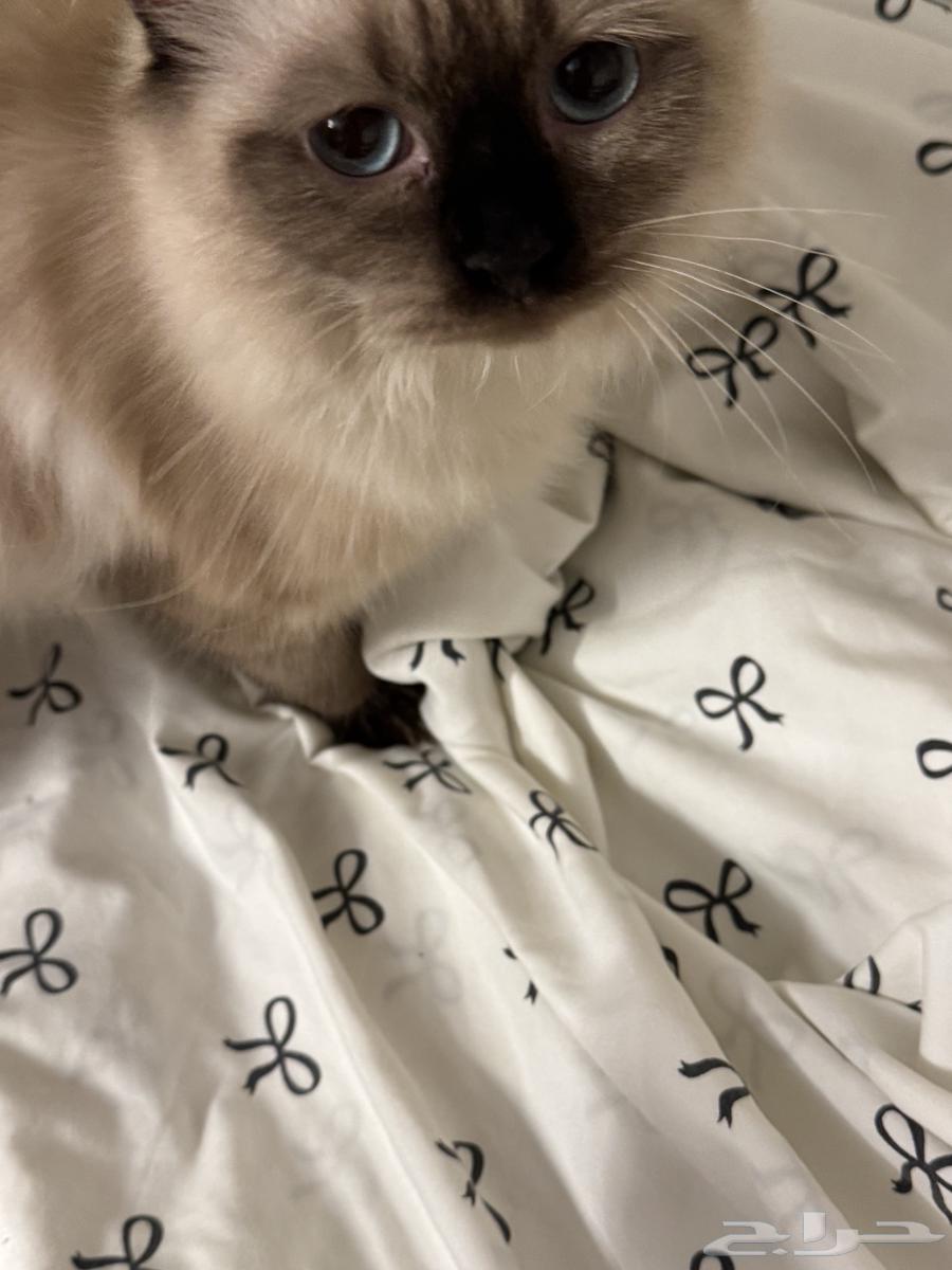 قطه للبيع64480235908483110
