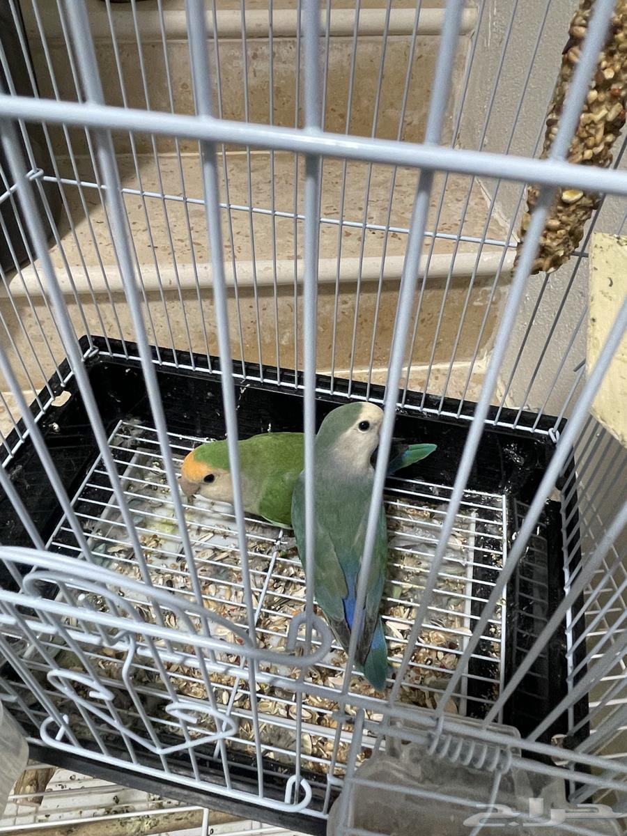 طيور روز زوج حجم كبير64481318975235111