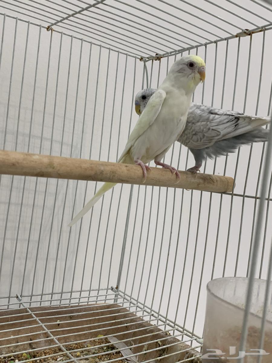 جوز عواشق للبيع64484634712323114