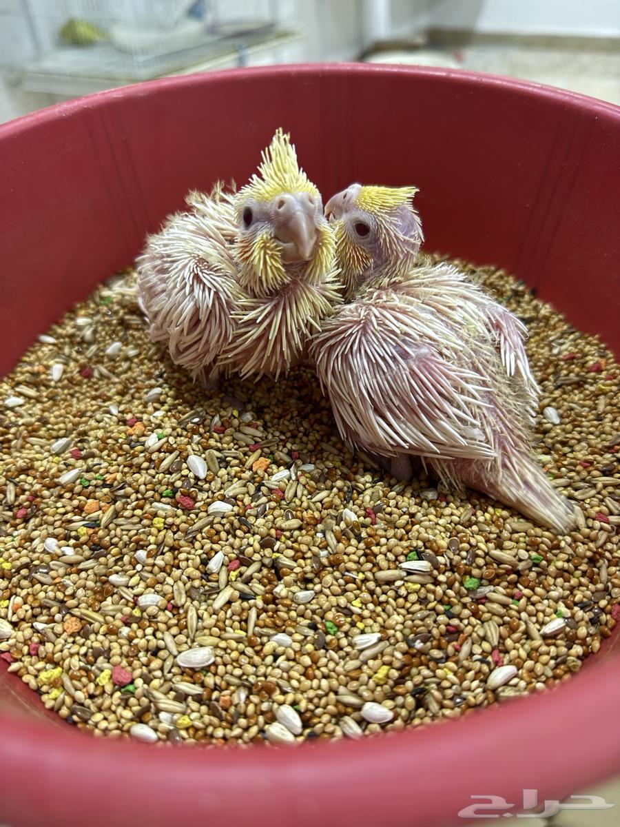 فرخين كوكتيل لاتينو مسحوبين من اهلهم لهم يومين ( تم البيع )64481736511361110