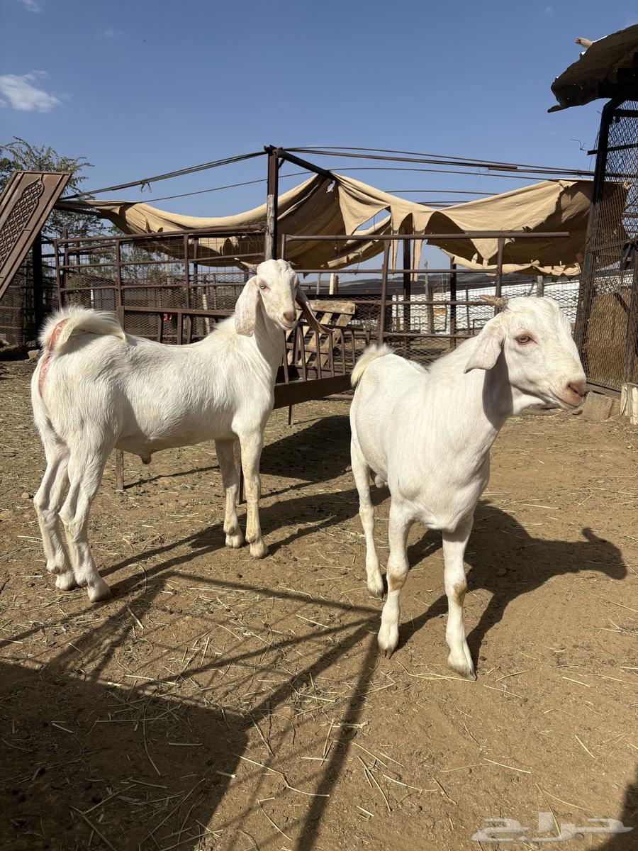 تيوس للبيع64481291328001114