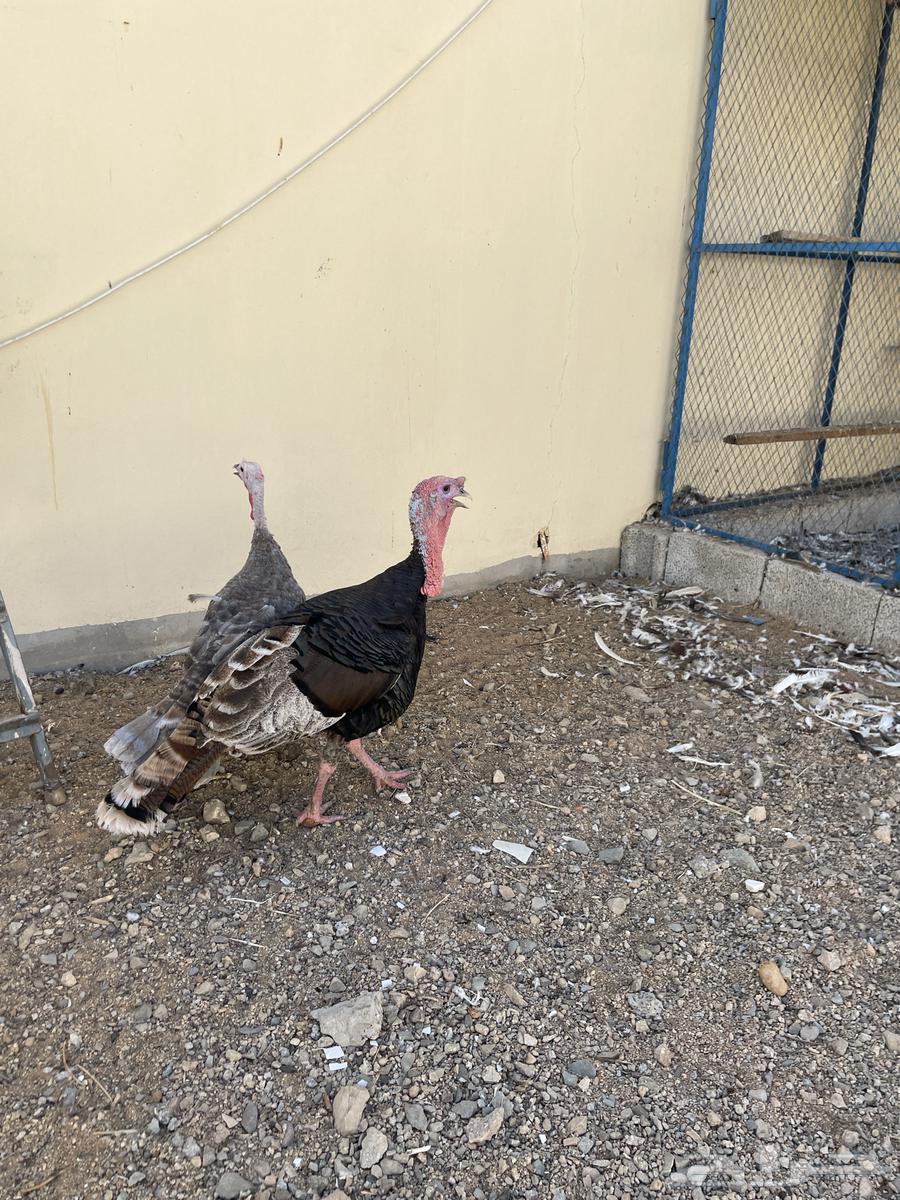 رومي للبيع شامل الذبح والتوصيل جدة64482850792322110