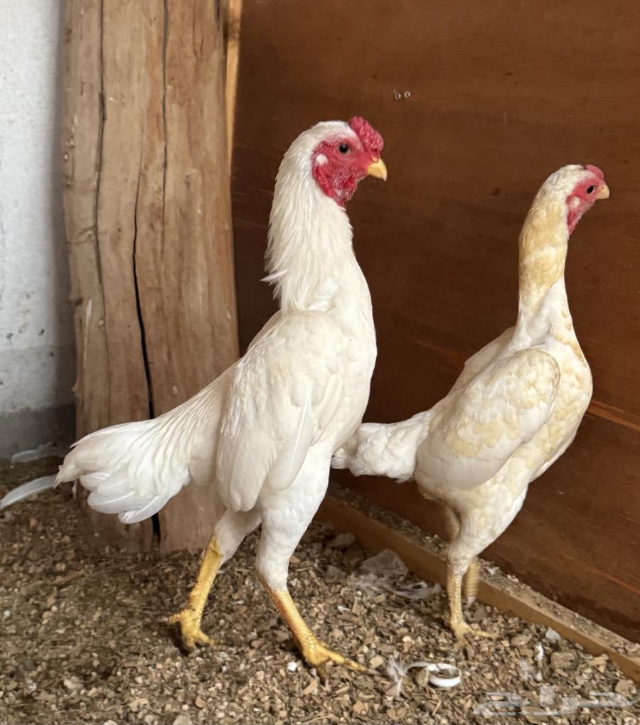 Dwarf Kochamo Chicken (Sold)64482837077635110