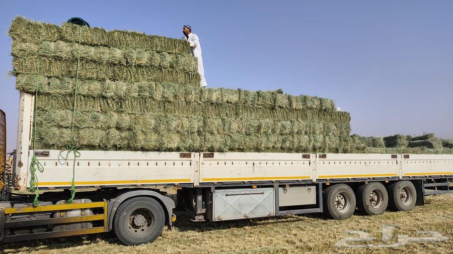 رودس تلبين جديد64482782452355111