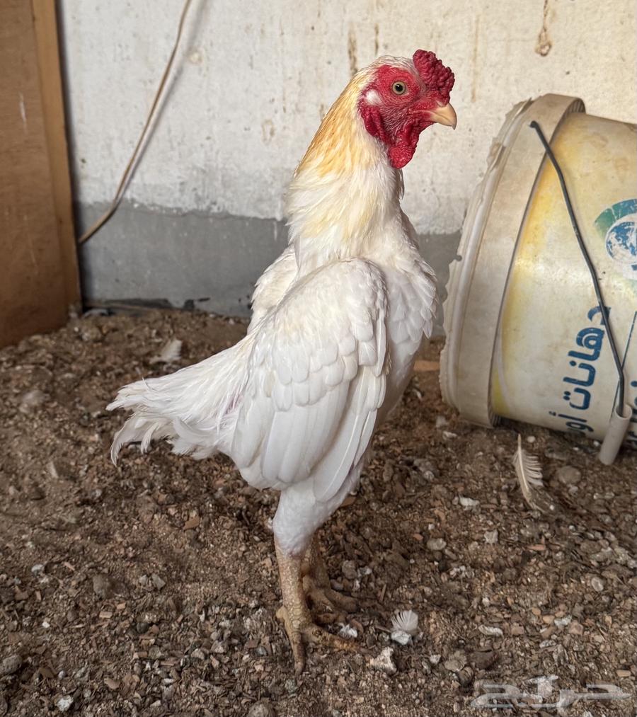 Dwarf Kochamo Chicken (Sold)64482837077635114