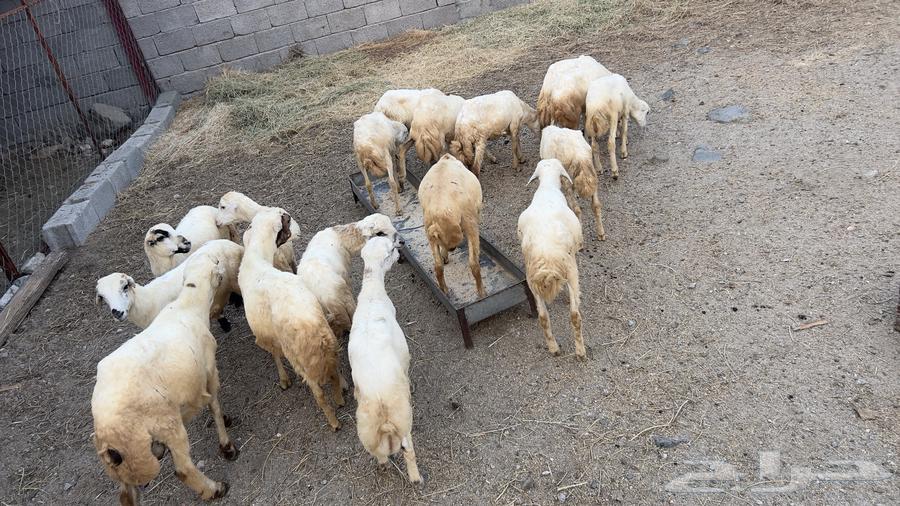 خرفان ورخال بلدي للبيع السعر 650ريال الموقع الدائر بني مالك64485037388801110