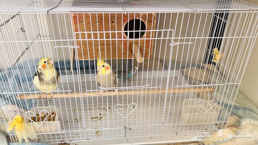 طيور كروان وطير بادجي للبيع64482091408641110