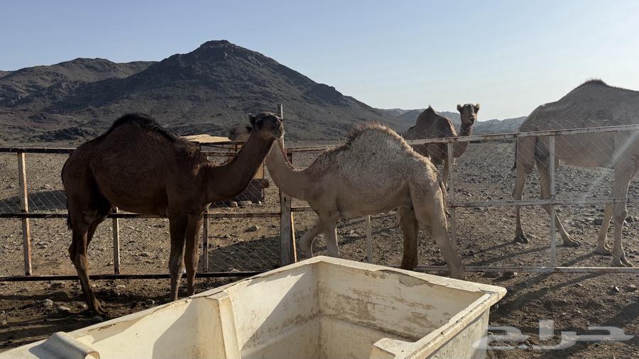 قعدان للبيع64483853898369112