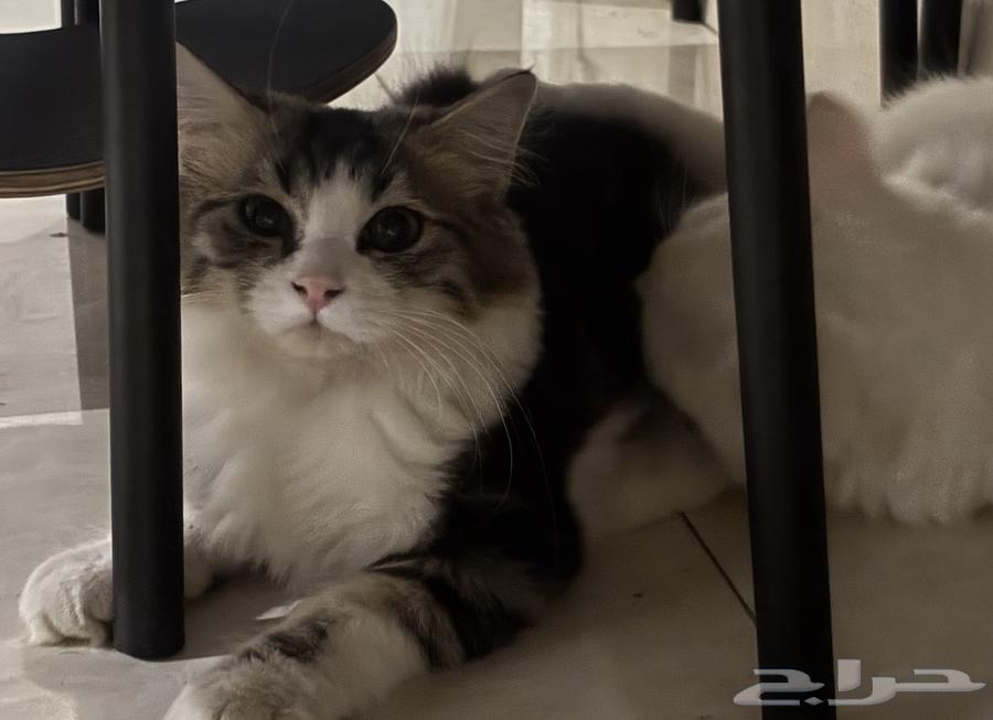 قطط للبيع Persian cat64482606820739111